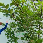 Dub plstnatý (Quercus pubescens) - výška 300-320 cm, kont. C55L - VIACKMENNÝ